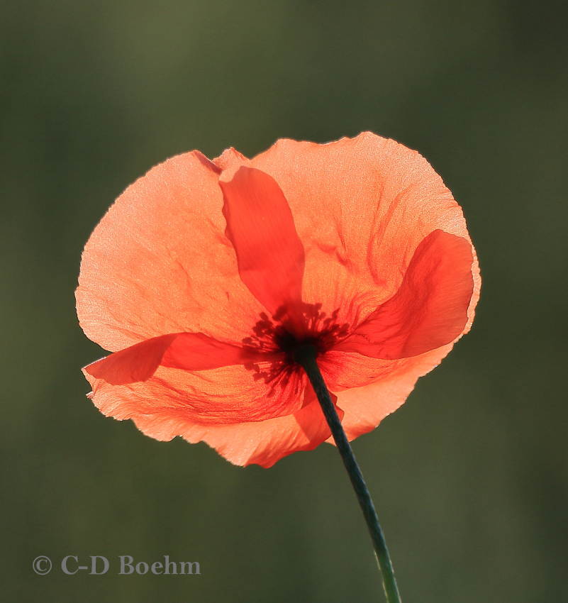 10 Mohnblume 15.07.2017 m.K.