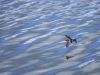 R5_6221_DxO_crop