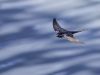 R5_6564_DxO_crop