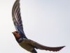 R5_6617_DxO_crop