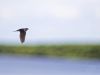 R5_6713_DxO_crop