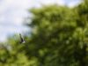 R5_6727_DxO_crop