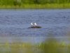 R5_1153_DxO_crop