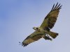 R5_1211_DxO_crop