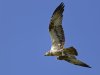 R5_1241_DxO_crop