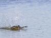 R5_1378_DxO_crop