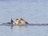 R5_1391_DxO_crop