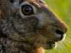R5_2031_DxO_crop