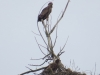 seeadler st meer