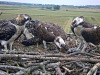 Adler-29.06