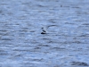 Flussseeschwalbe_19-4-0