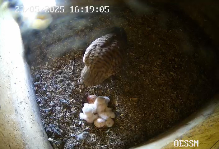 Turmfalke-2-23.05.25