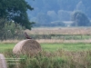 young-seeadler