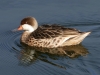 Foto 1 Steinhude