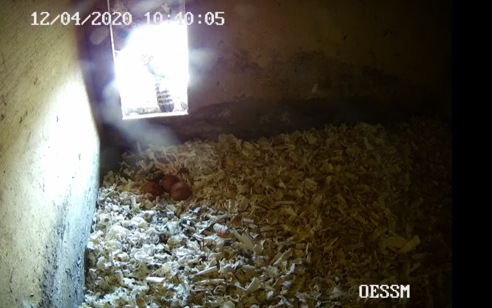 Turmfalke mit 3 Eier