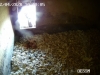 Turmfalke mit 3 Eier
