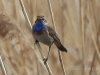 09 Blaukehlchen 13.04.2016