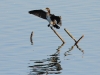 kormoran-02-09-20110001