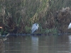 hagenburg-28-11-20110001