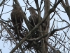 seeadler_26-02-20110001