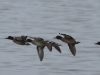 enten-im-flug-04-03-20120001