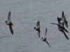 enten-im-flug-2-04-03-20120001