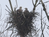 seeadler-04-03-20120001