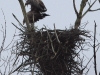 seeadler-4-04-03-20120001