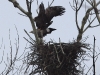 seeadler-5-04-03-20120001