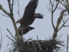 seeadler-7-04-03-20120001