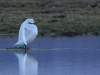 singschwan-08-03-20120001