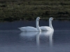 singschwan-2-08-03-20120001