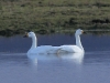 singschwan-3-08-03-20120001