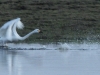 singschwan-4-08-03-20120001