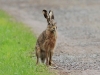 hase-10-04-20120001