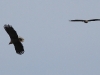 seeadler-10-04-20120001