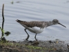 waldwasserlaeufer-10-04-20120001