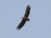 seeadler-19-04-20120001