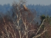 01-seeadler-ad-24-02-2014