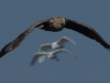 01-seeadler-ad-10-03-2014