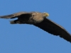 02-seeadler-ad-10-03-2014