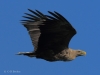 03-seeadler-ad-10-03-2014