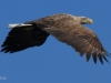 04-seeadler-ad-10-03-2014