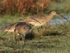 10-grosser-brachvogel-10-03-2014