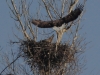 03-seeadler-ad-12-03-2014