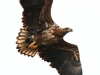 01-seeadler-3-es-kj-15-03-2014