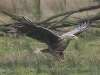 02-seeadler-ad-15-03-2014