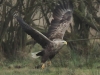 03-seeadler-ad-15-03-2014