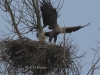 04-seeadler-ad-15-03-2014