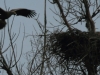 05-seeadler-ad-15-03-2014